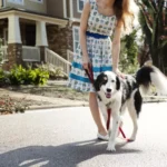 Loose Leash Walking: Transform Your Dog Walks from Chaos to Calm