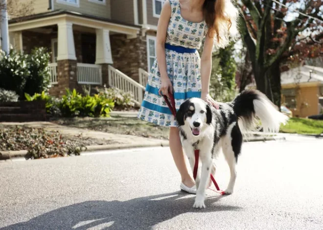 Loose Leash Walking: Transform Your Dog Walks from Chaos to Calm