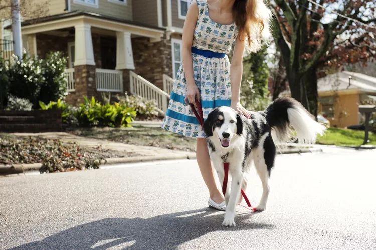 Loose Leash Walking: Transform Your Dog Walks from Chaos to Calm