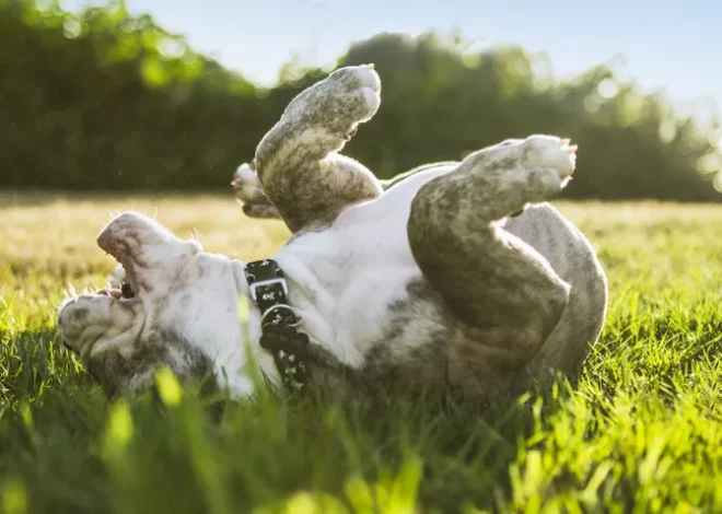 Why Do Dogs Roll on Their Backs? Decoding Canine Behavior