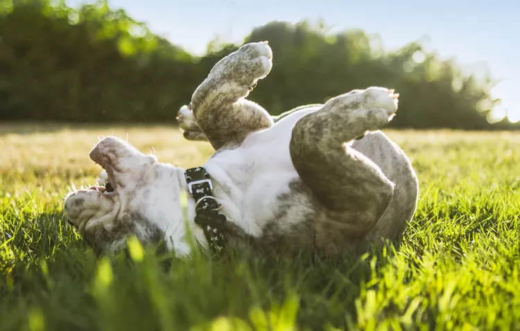 Why Do Dogs Roll on Their Backs? Decoding Canine Behavior