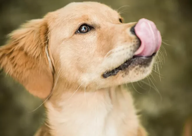 Decoding Dog Lip Licking: Understanding Your Canine’s Silent Language