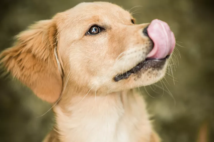 Decoding Dog Lip Licking: Understanding Your Canine’s Silent Language