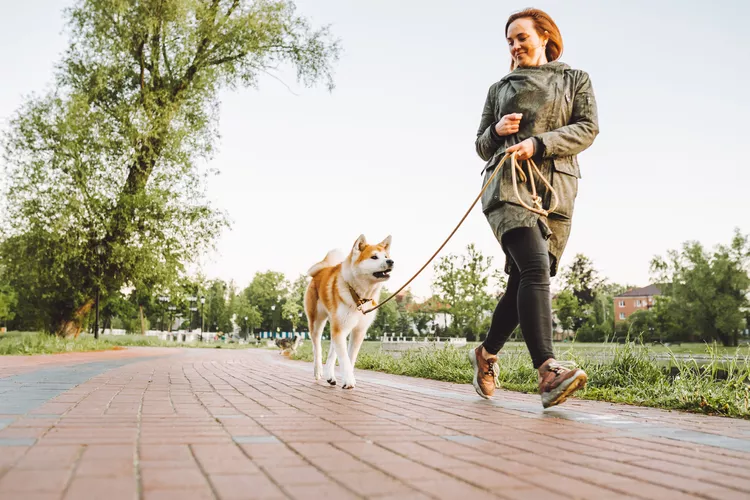 How to Handle Your Dog Around People With Dog Phobias