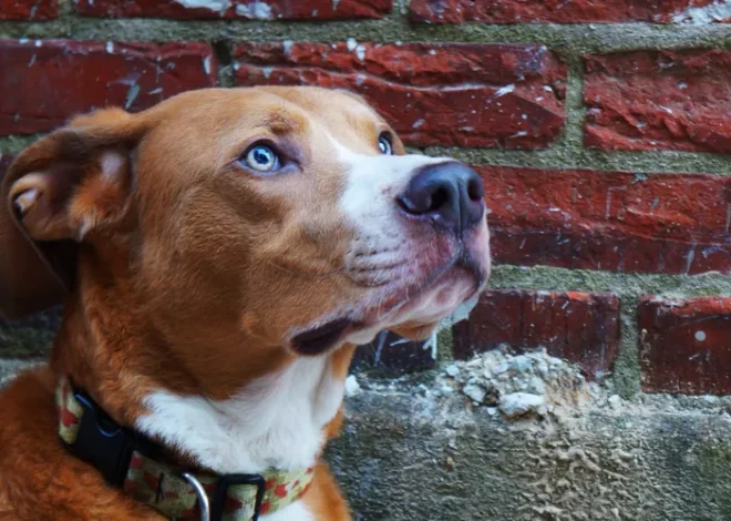 6 Reasons Why Your Dog Stares at the Wall and What It Means