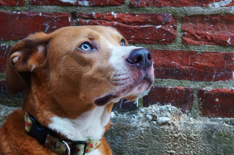 6 Reasons Why Your Dog Stares at the Wall and What It Means