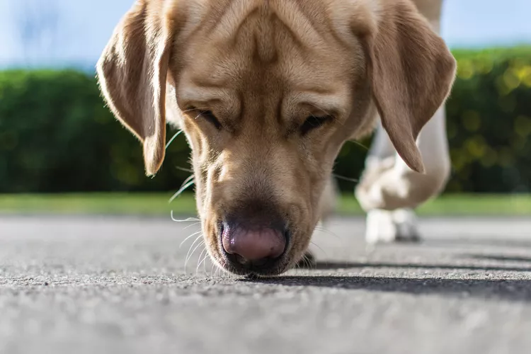 Why Letting Your Dog Sniff is Crucial for Their Happiness and Well-Being