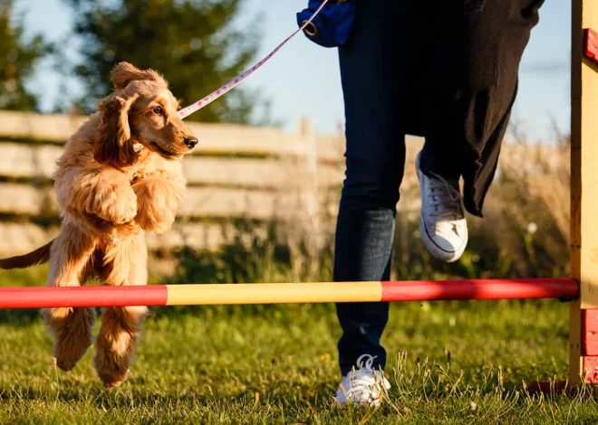 How to Train Your Dog in Agility Sports: A Step-by-Step Guide