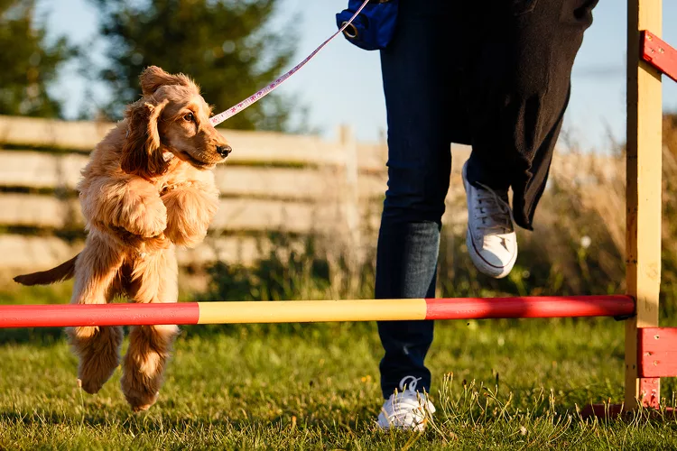 How to Train Your Dog in Agility Sports: A Step-by-Step Guide