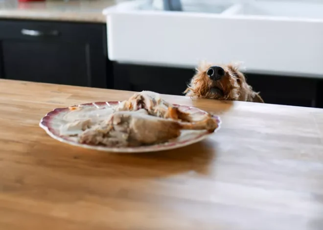 Stopping Counter Surfing: A Comprehensive Guide to Protecting Your Kitchen