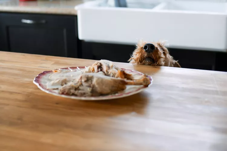 Stopping Counter Surfing: A Comprehensive Guide to Protecting Your Kitchen