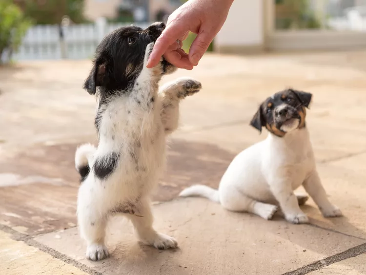 How to Train Your Dog to Have Bite Inhibition: A Step-by-Step Guide