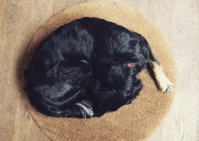 Why Do Dogs Circle Before They Lay Down?