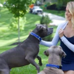 Brittany Mahomes: How Hiring a Professional Dog Trainer Transformed Our Lives