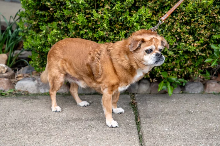 10 Things People Do That Dogs Can’t Stand