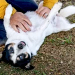 The Fascinating Science Behind Canine Belly Rubs