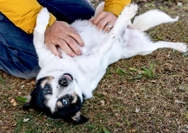 The Fascinating Science Behind Canine Belly Rubs