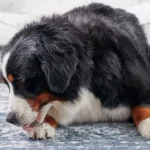 Why Do Dogs Lick Their Paws?