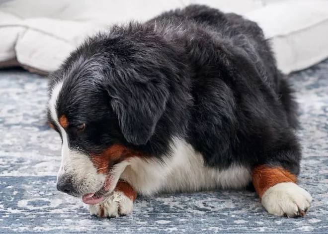 Why Do Dogs Lick Their Paws?